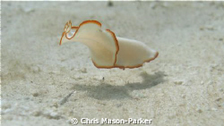 Flatworm swimming across the sand. by Chris Mason-Parker 